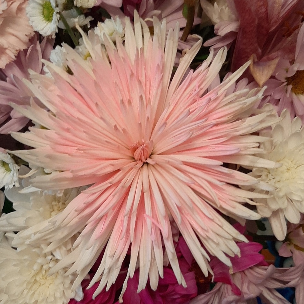 Meet your Posher, Erica